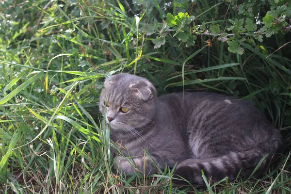 Tabby Scottish Fold Cat Young Kitten Grama Verde Verão — Fotografia de Stock