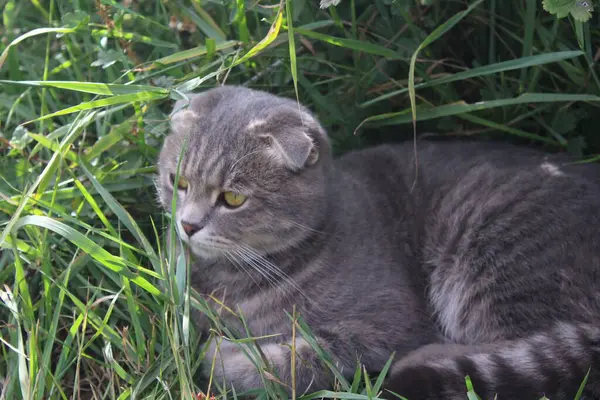 Tabby Scottish Fold Cat Young Kitten Summer Green Grass — Stok Foto