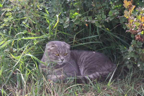 Tabby Scottish Fold Cat Junges Kätzchen Sommergrünen Gras — Stockfoto