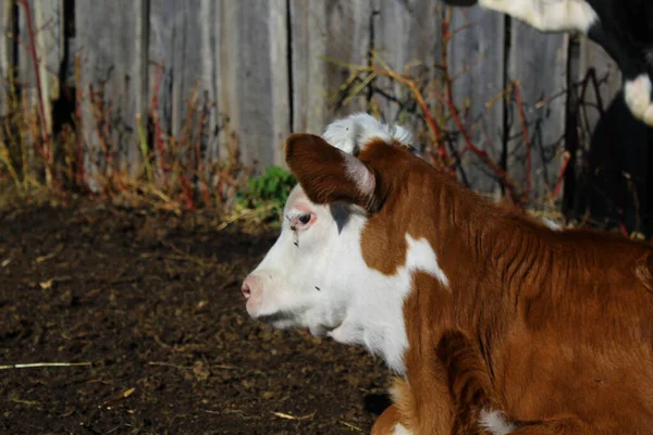 Newborn Calf Portrait Cute Cattle Lying Farm Ground Mosquitoes Flies — Stock Photo, Image