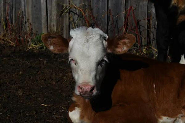 Newborn Calf Portrait Cute Cattle Lying Farm Ground Mosquitoes Flies — Stock Photo, Image