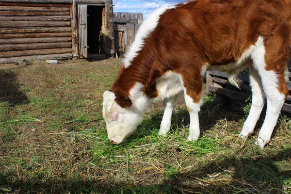 夏天小牛犊在谷仓院子里吃草 — 图库照片