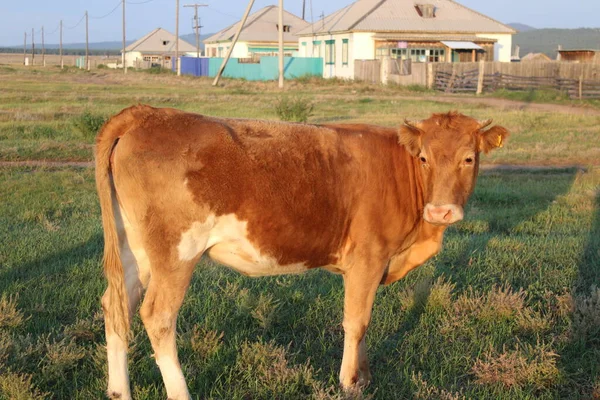 Troupeau Vaches Broutant Été — Photo