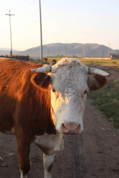 Manada Vacas Pastando Verão — Fotografia de Stock