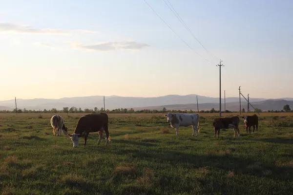 Rebaño Vacas Pastando Verano —  Fotos de Stock
