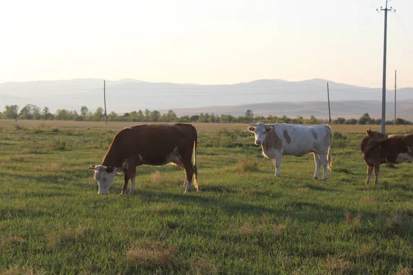 Rebaño Vacas Pastando Verano —  Fotos de Stock