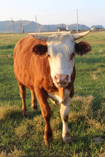 夏天成群的奶牛在吃草 — 图库照片