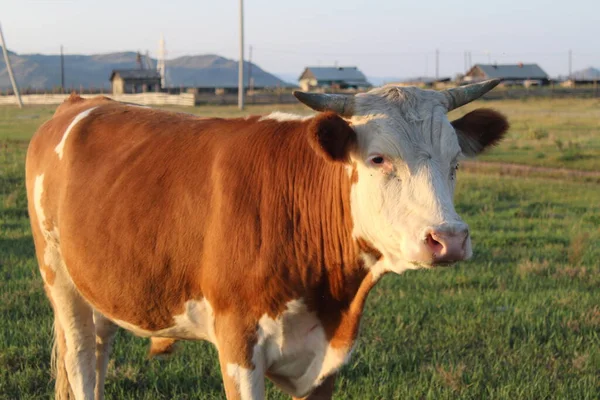 Taureau Sans Cornes Broutant Sur Prairie Été Lumière Coucher Soleil — Photo