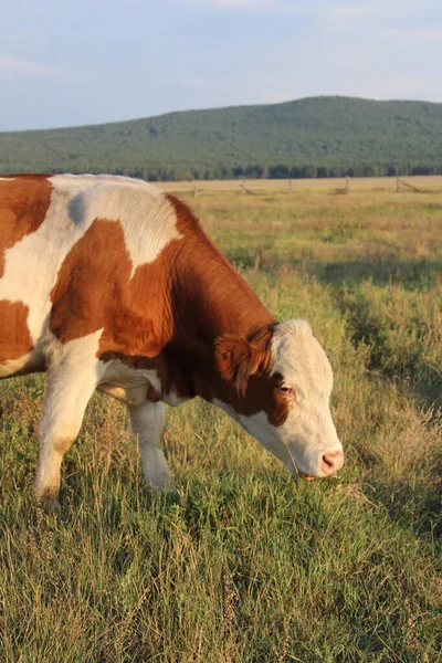 Stier Ohne Hörner Grast Sonnenuntergang Auf Der Sommerwiese — Stockfoto