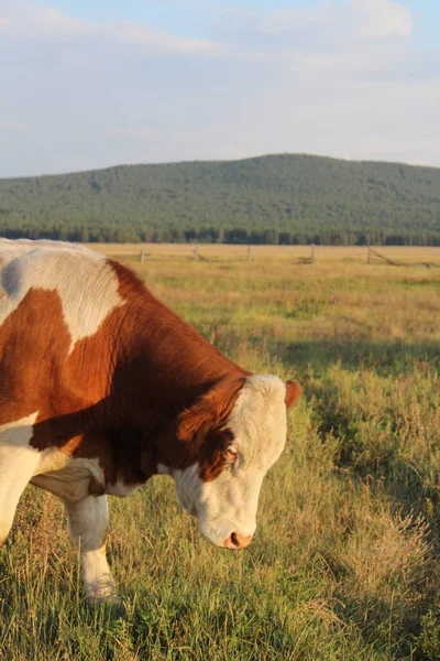 夕暮れ時の夏の牧草地で角の放牧なしの牛 — ストック写真
