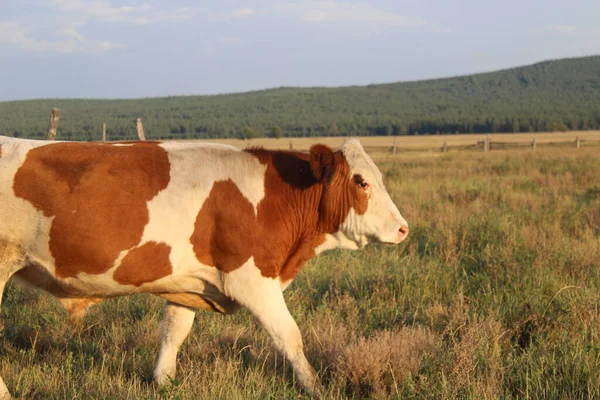 没有角的公牛在夏夜的阳光下在草地上吃草 — 图库照片