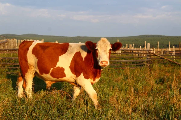 没有角的公牛在夏夜的阳光下在草地上吃草 — 图库照片