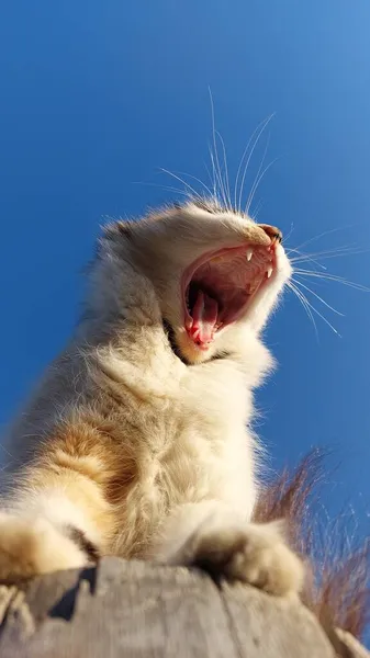 Gato Fofo Bonito Amplamente Bocejando Contra Céu Azul Claro — Fotografia de Stock