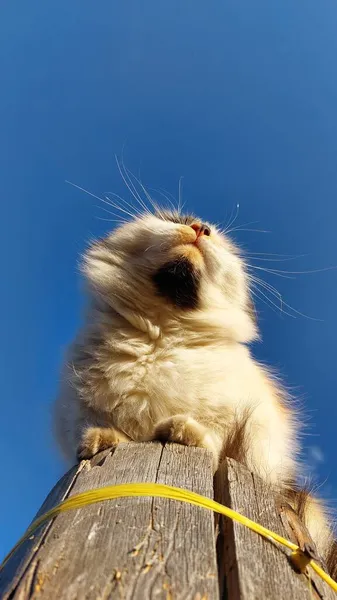 복슬복슬 고양이와 — 스톡 사진