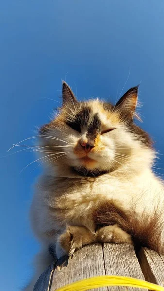 Lindo Gato Esponjoso Contra Cielo Azul Claro —  Fotos de Stock