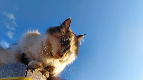 Niedliche Flauschige Katze Gegen Strahlend Blauen Himmel — Stockfoto