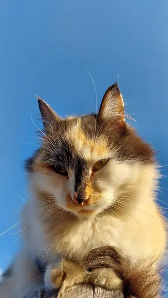 Χαριτωμένη Χνουδωτή Γάτα Ενάντια Καθαρό Γαλάζιο Ουρανό — Φωτογραφία Αρχείου