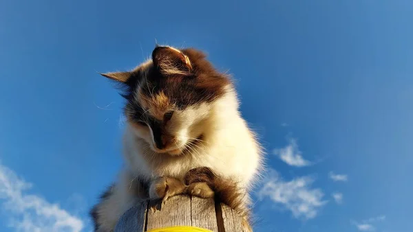 Niedliche Flauschige Katze Gegen Strahlend Blauen Himmel — Stockfoto