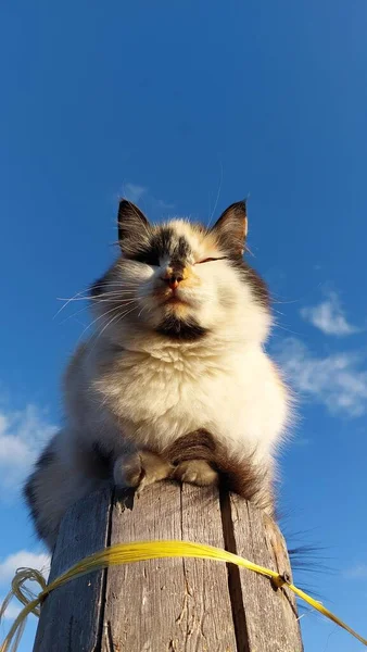 Lindo Gato Esponjoso Contra Cielo Azul Claro —  Fotos de Stock