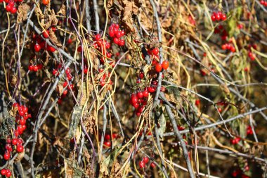 Sonbaharda dallarda kırmızı meyveler 