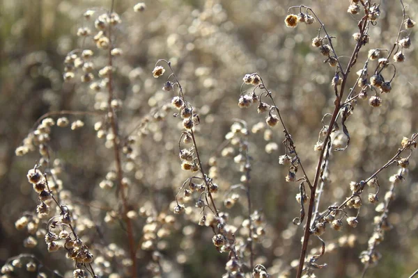 Artemisiaegy Nagy Változatos Növények Közhasználatú Nevek Ugwort Wormwood Sagebrush — Stock Fotó