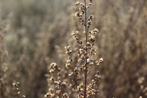 Artemisiaegy Nagy Változatos Növények Közhasználatú Nevek Ugwort Wormwood Sagebrush — Stock Fotó