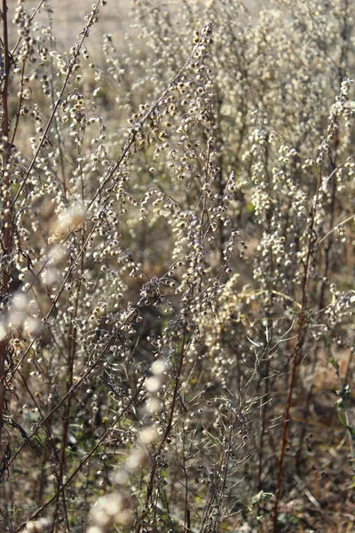 Artemisiais Jest Dużym Zróżnicowanym Gatunkiem Roślin Nazwy Zwyczajowe Obejmują Dziurawiec — Zdjęcie stockowe