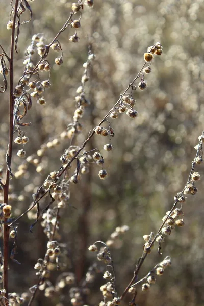 Artemisiais Een Grote Verscheidenheid Aan Planten Gewone Namen Zijn Onder — Stockfoto