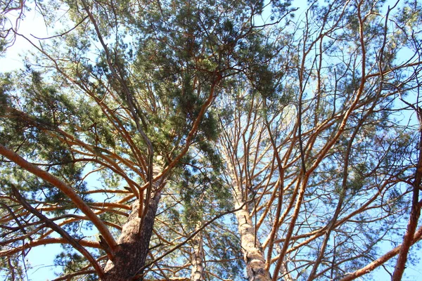 Dennentakken Achtergrond Groenblijvende Naaldboom Stam Groen Dennennaalden Zonovergoten Tegen Helderblauwe — Stockfoto