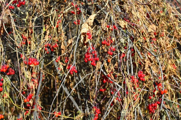 Красные Ягоды Ветвях Осенью — стоковое фото