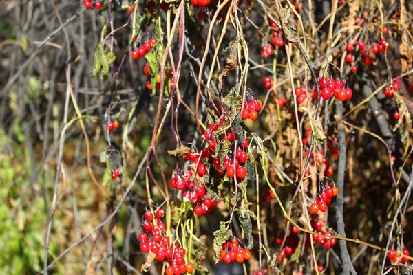 Czerwone Jagody Gałęziach Jesienią — Zdjęcie stockowe