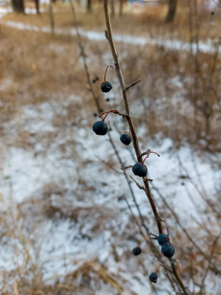 Замороженные Дикие Ягоды Синий Зимний Снег Лесу — стоковое фото