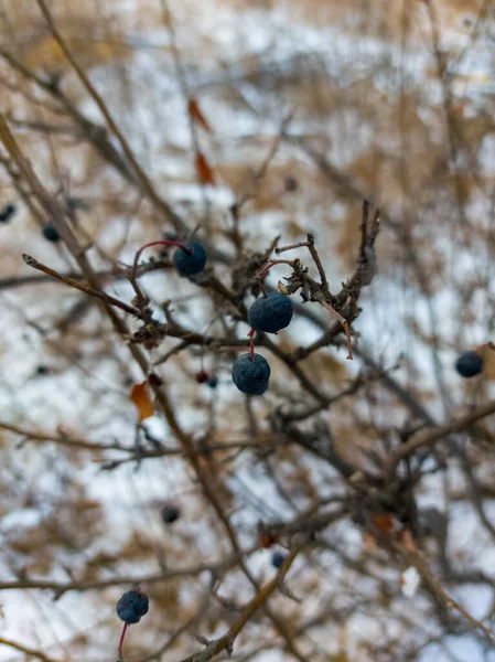 Bayas Silvestres Congeladas Azul Invierno Nieve Bosque — Foto de Stock