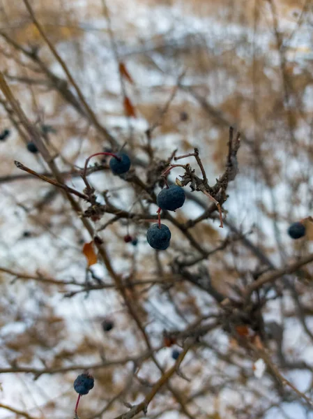 Bayas Silvestres Congeladas Azul Invierno Nieve Bosque —  Fotos de Stock