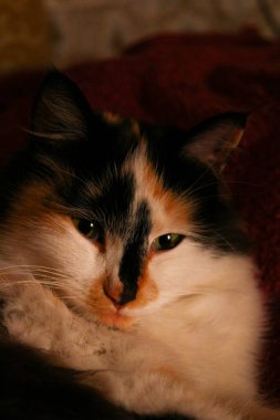 Mor yatak örtüsünün üzerinde yatan uykulu tüylü kedi.