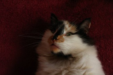 Mor yatak örtüsünün üzerinde yatan uykulu tüylü kedi.