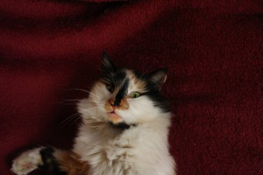 Mor yatak örtüsünün üzerinde yatan uykulu tüylü kedi.