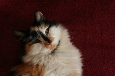 Mor yatak örtüsünün üzerinde yatan uykulu tüylü kedi.