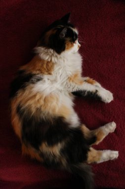 Mor yatak örtüsünün üzerinde yatan uykulu tüylü kedi.