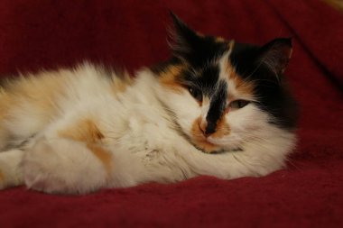 Mor yatak örtüsünün üzerinde yatan uykulu tüylü kedi.