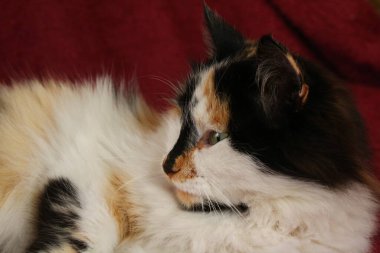 Mor yatak örtüsünün üzerinde yatan uykulu tüylü kedi.