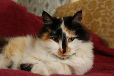 Mor yatak örtüsünün üzerinde yatan uykulu tüylü kedi.