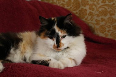 Mor yatak örtüsünün üzerinde yatan uykulu tüylü kedi.