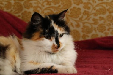 Mor yatak örtüsünün üzerinde yatan uykulu tüylü kedi.