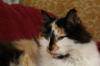 Mor yatak örtüsünün üzerinde yatan uykulu tüylü kedi.