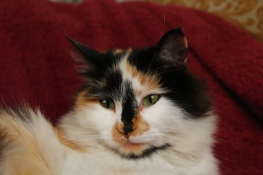 Mor yatak örtüsünün üzerinde yatan uykulu tüylü kedi.