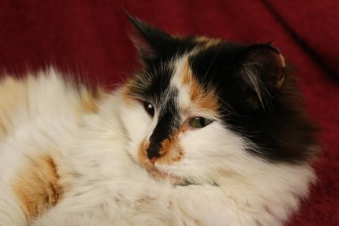 Mor yatak örtüsünün üzerinde yatan uykulu tüylü kedi.