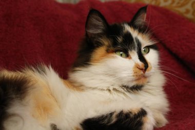 Mor yatak örtüsünün üzerinde yatan uykulu tüylü kedi.