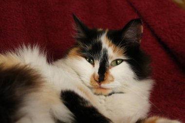 Mor yatak örtüsünün üzerinde yatan uykulu tüylü kedi.