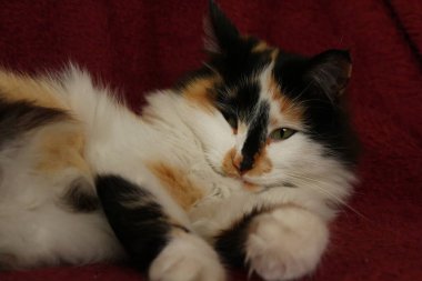 Mor yatak örtüsünün üzerinde yatan uykulu tüylü kedi.